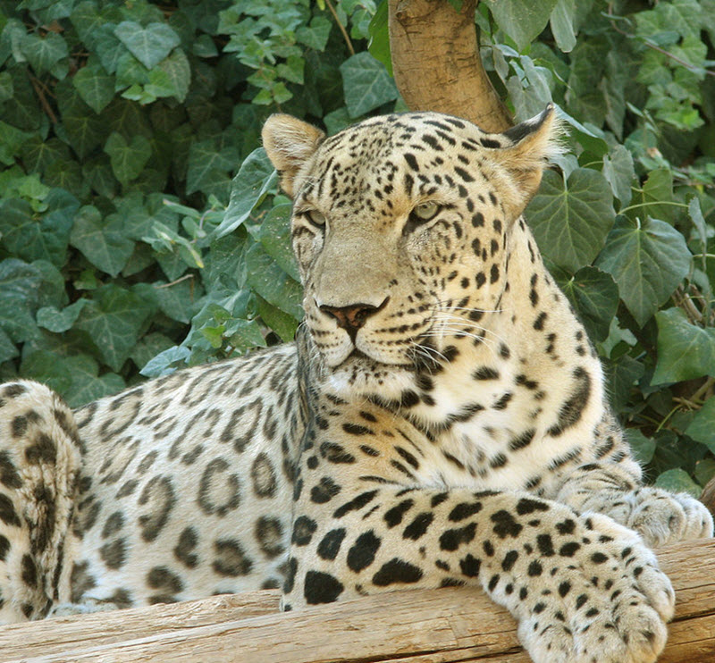 Caucasian leopard