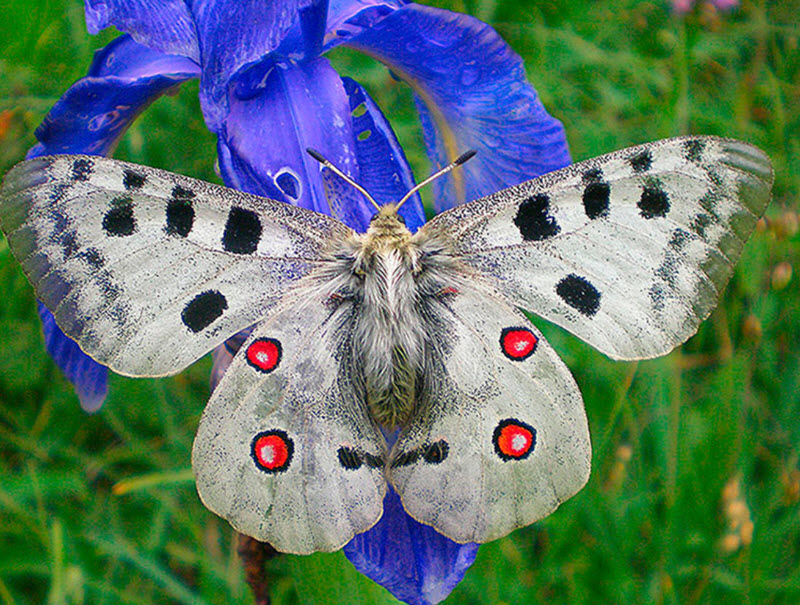 Parnassius apollo