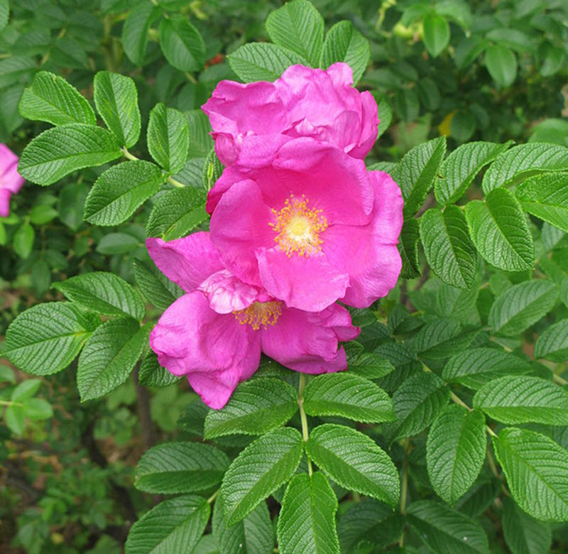 Rosa rugosa