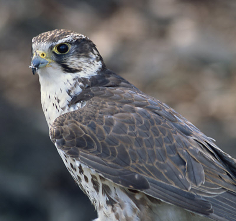 Saker falcon