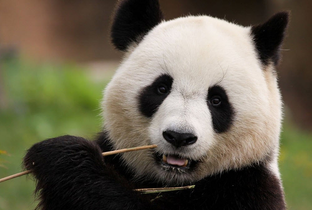 panda